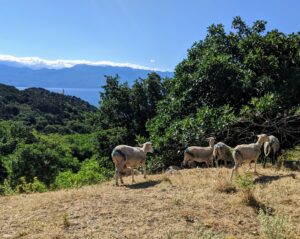 Ovce na pašnjaku iznad Bašćanske doline
